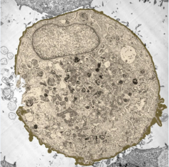 顯微鏡下的動物細(xì)胞
